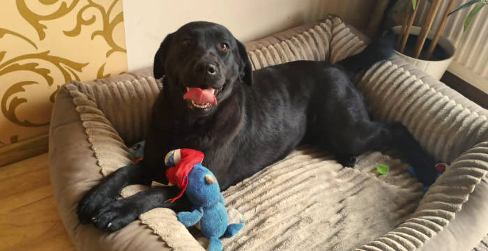 Fiona, labradorka do adopcji