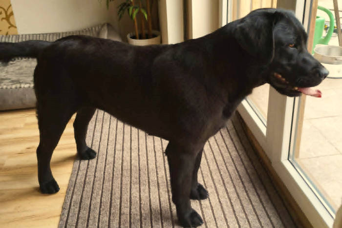 Fiona, labradorka do adopcji