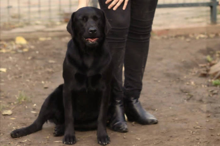 Fiona, labradorka do adopcji