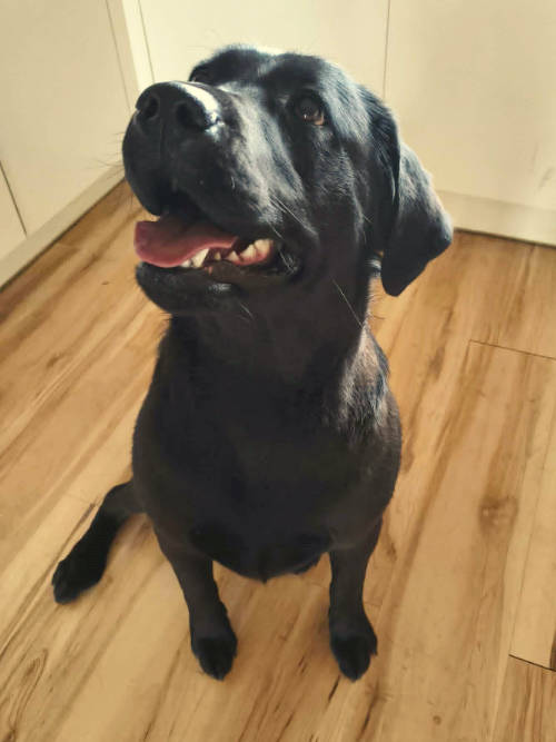 Fiona, labradorka do adopcji