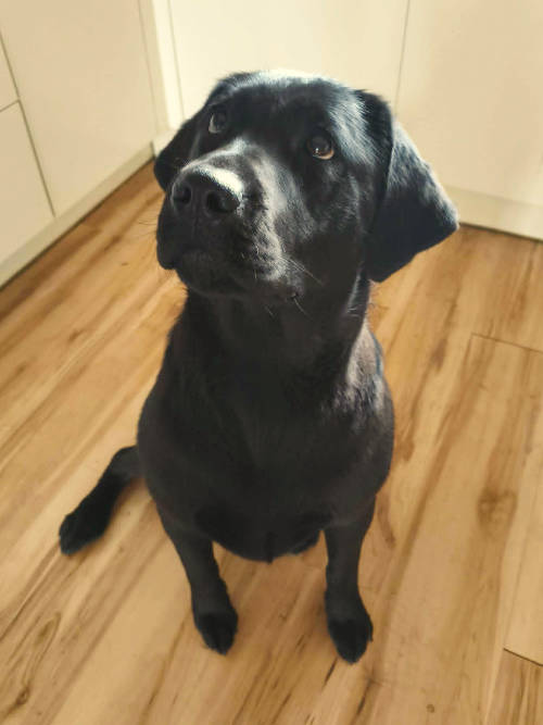 Fiona, labradorka do adopcji