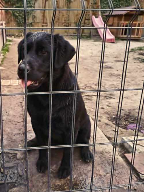 Fiona, labradorka do adopcji