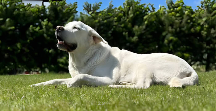 Leon, labrador do adopcji