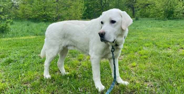 Leon, labrador do adopcji