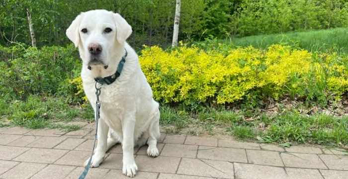 Leon, labrador do adopcji