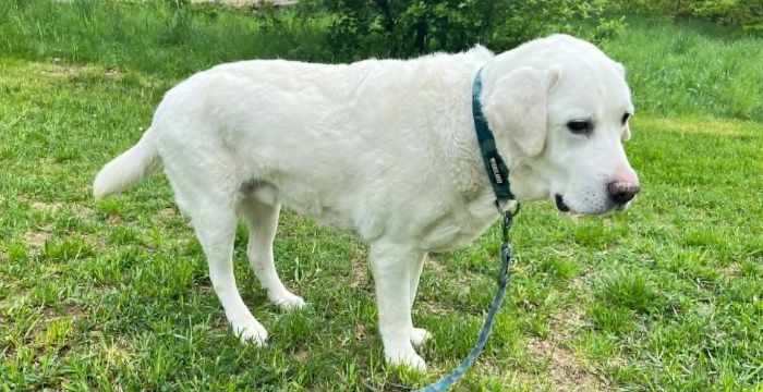 Leon, labrador do adopcji