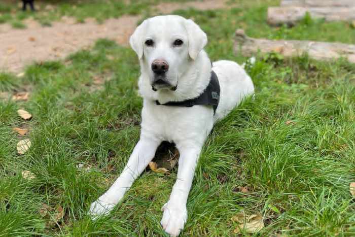 Leon, labrador do adopcji