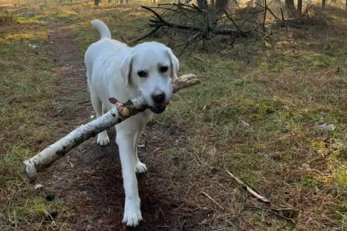 Leon, labrador do adopcji