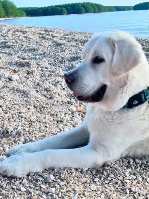Leon, labrador do adopcji