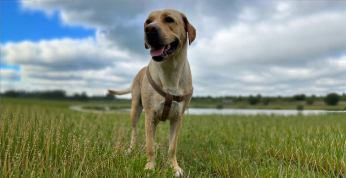 Mela, labradorka do adopcji