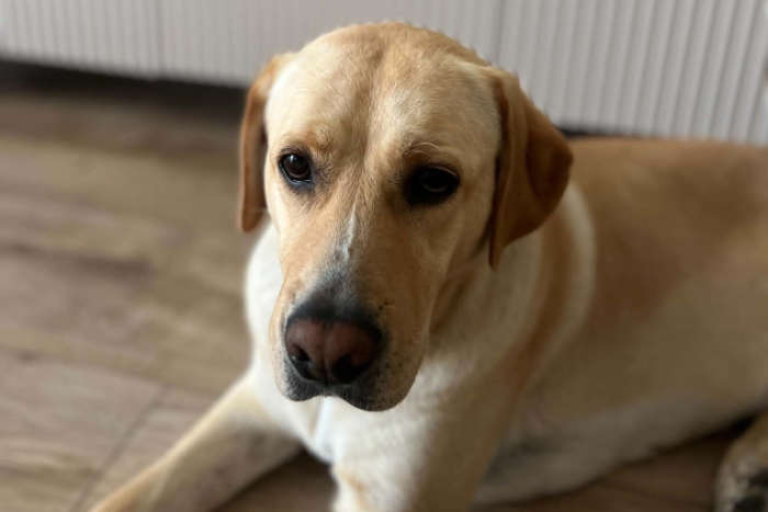 Mela, labradorka do adopcji