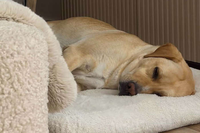 Mela, labradorka do adopcji