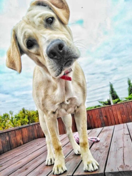 Mela, labradorka do adopcji