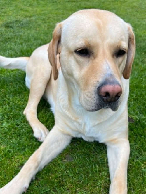 Mela, labradorka do adopcji