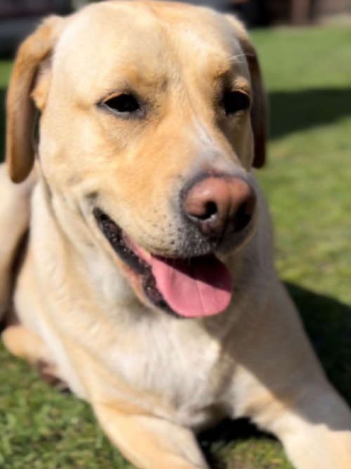 Mela, labradorka do adopcji