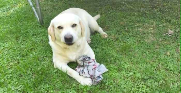 Mila, labradorka do adopcji