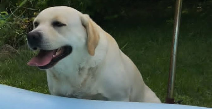 Mila, labradorka do adopcji