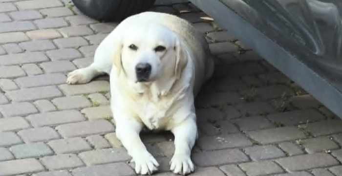 Mila, labradorka do adopcji