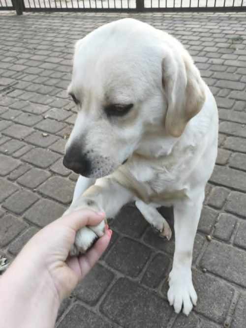 Mila, labradorka do adopcji