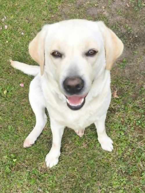 Mila, labradorka do adopcji