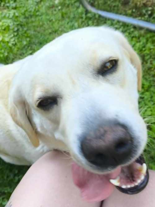 Mila, labradorka do adopcji