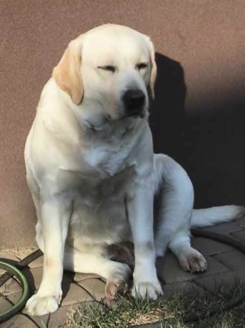 Mila, labradorka do adopcji