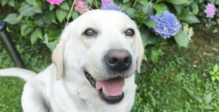 Mila, labradorka do adopcji
