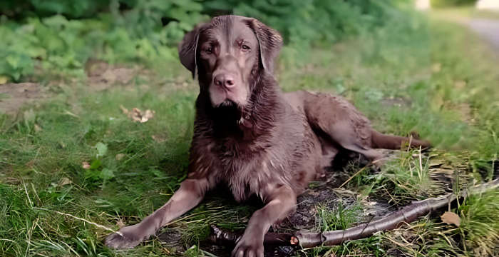 Peki, labradorka do adopcji