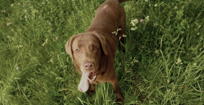 Peki, labradorka do adopcji