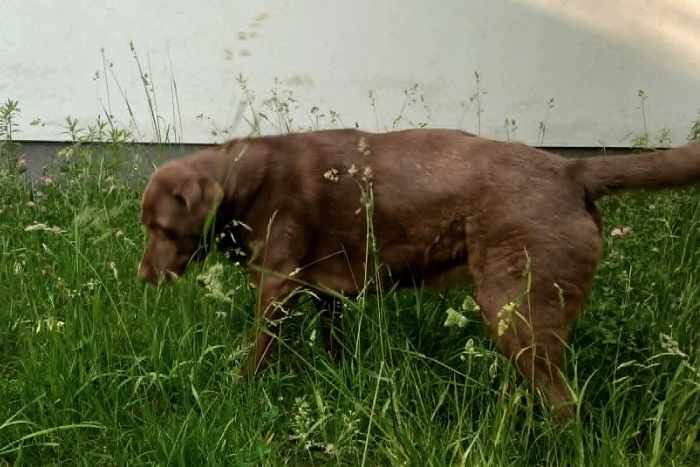 Peki, labradorka do adopcji
