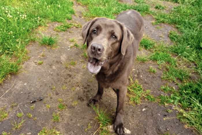 Peki, labradorka do adopcji
