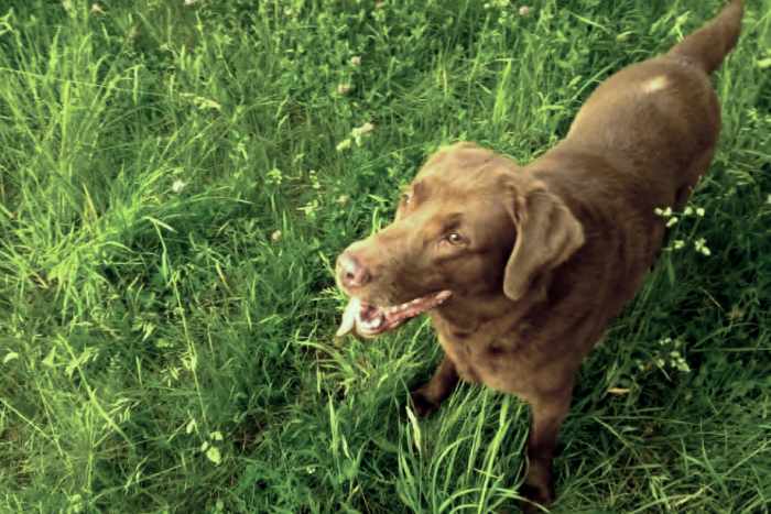 Peki, labradorka do adopcji