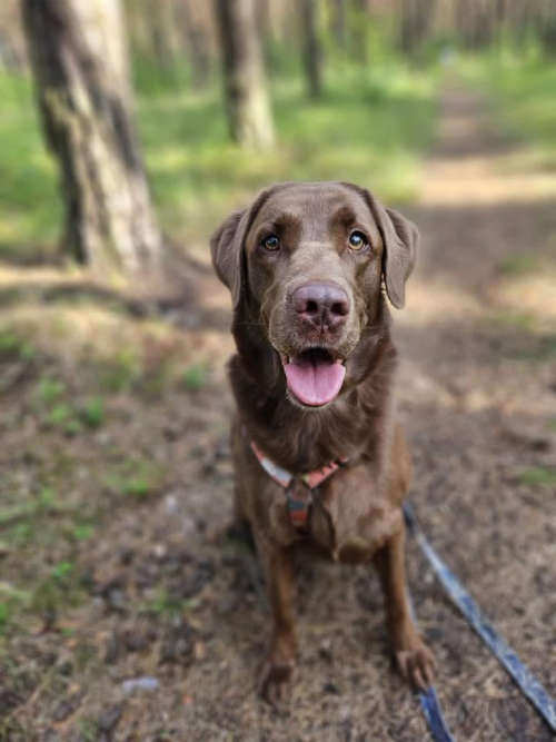 Peki, labradorka do adopcji