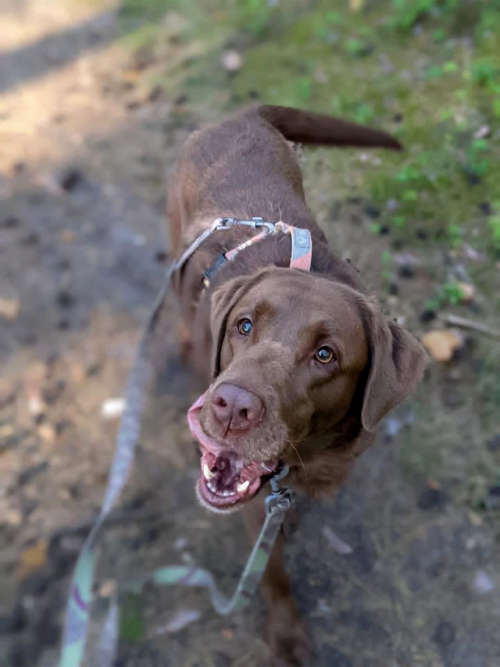Peki, labradorka do adopcji