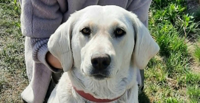 Szafira, labradorka do adopcji