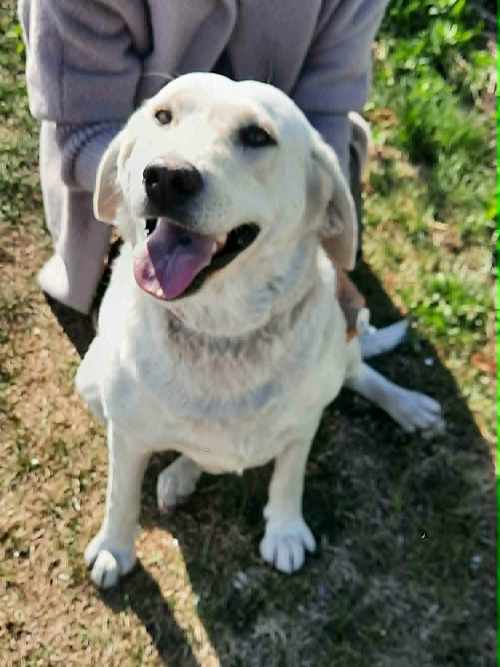 Szafira, labradorka do adopcji