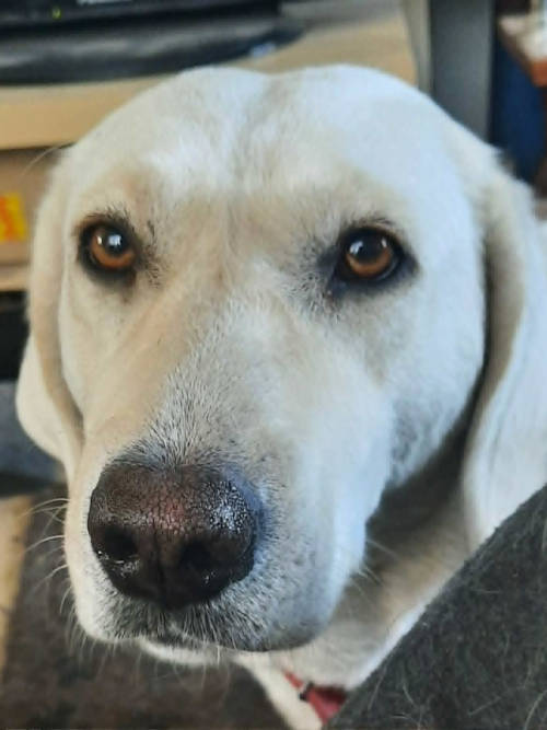 Szafira, labradorka do adopcji