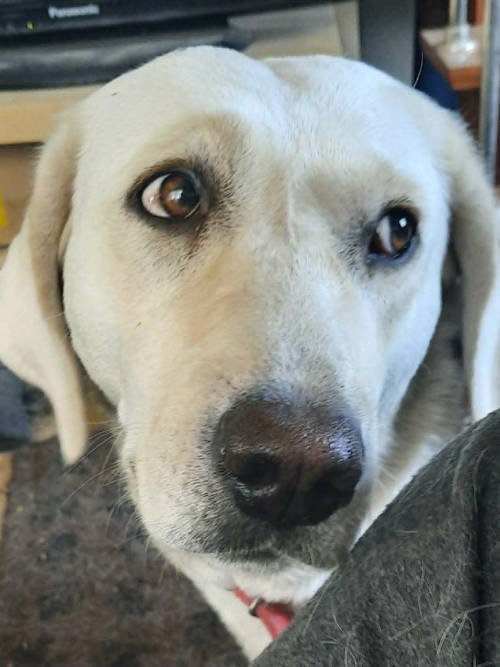 Szafira, labradorka do adopcji