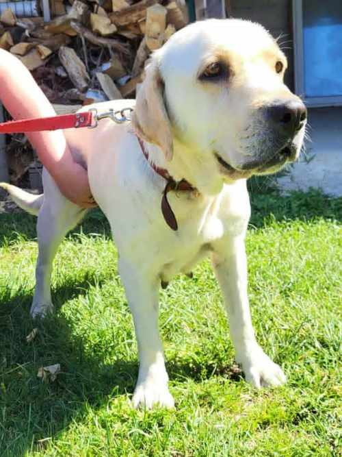 Szafira, labradorka do adopcji
