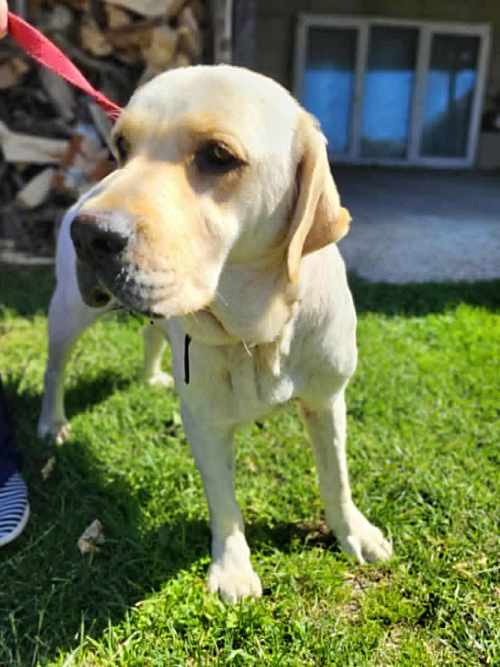 Szafira, labradorka do adopcji