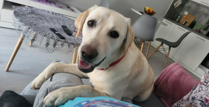 Tosia, labradorka do adopcji