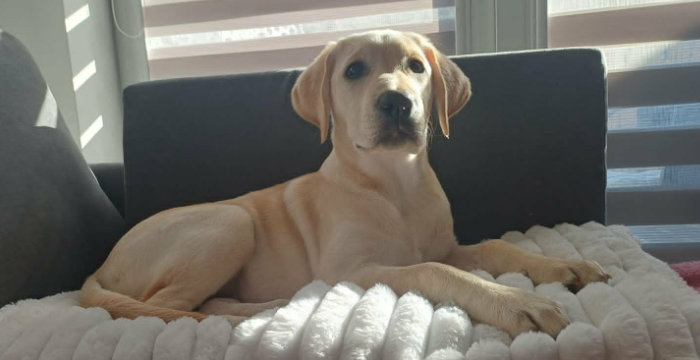 Tosia, labradorka do adopcji