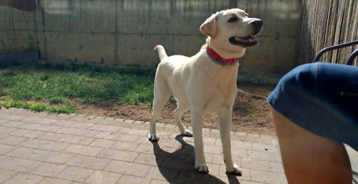 Tosia, labradorka do adopcji
