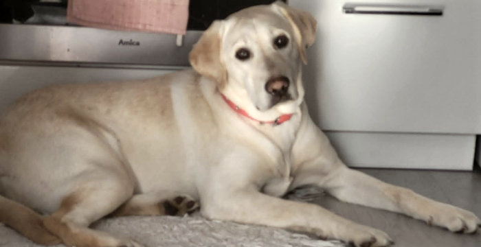 Tosia, labradorka do adopcji