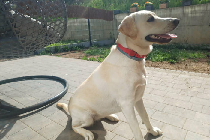 Tosia, labradorka do adopcji