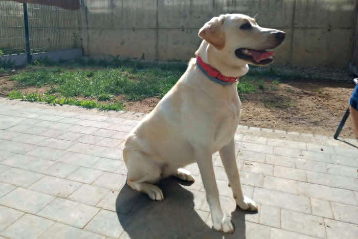 Tosia, labradorka do adopcji