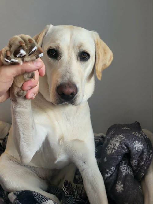 Tosia, labradorka do adopcji