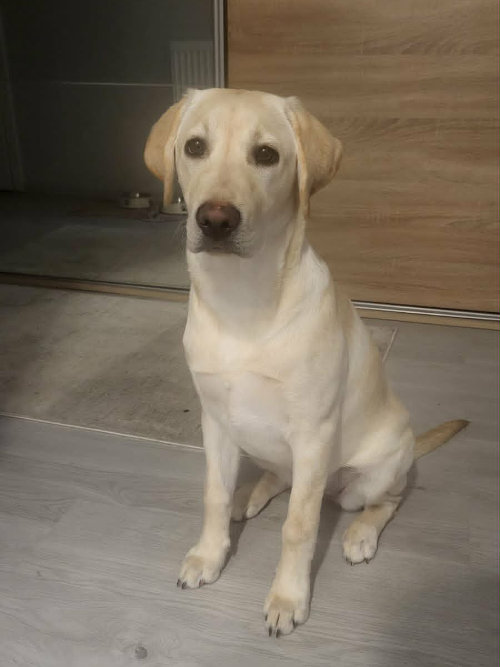 Tosia, labradorka do adopcji