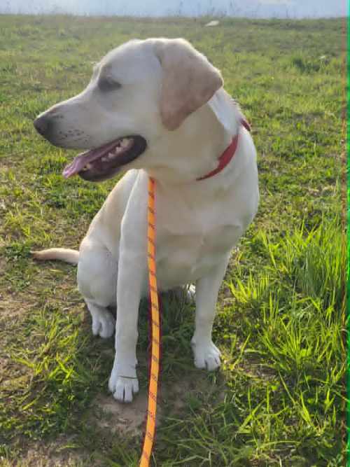 Tosia, labradorka do adopcji