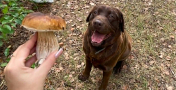 Bueno, labrador do adopcji